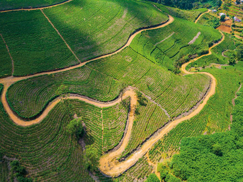 Herbs air view